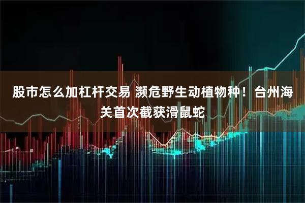 股市怎么加杠杆交易 濒危野生动植物种！台州海关首次截获滑鼠蛇